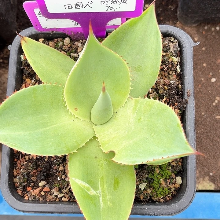 勋哥多肉绿荷UCB芽