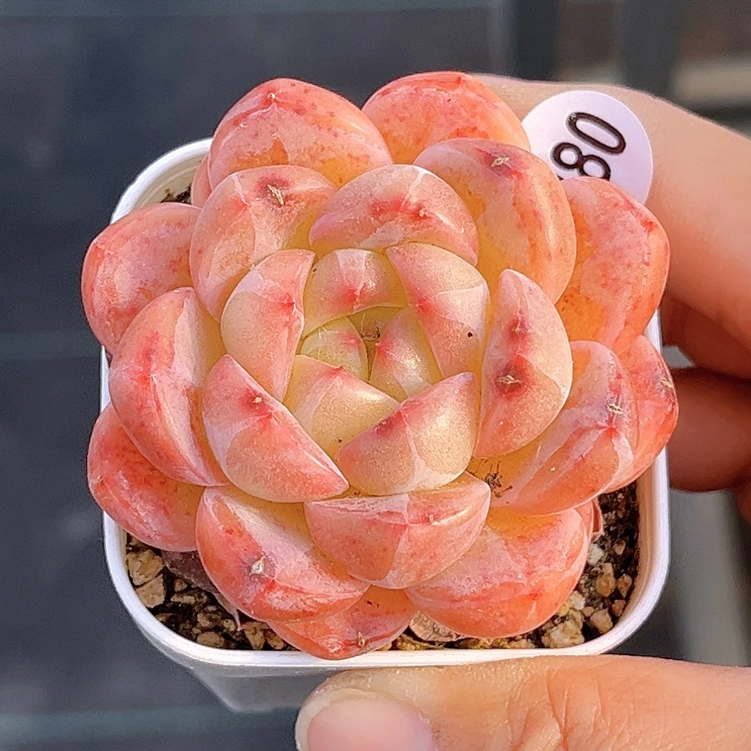380 新品珍妮 微瑕 清