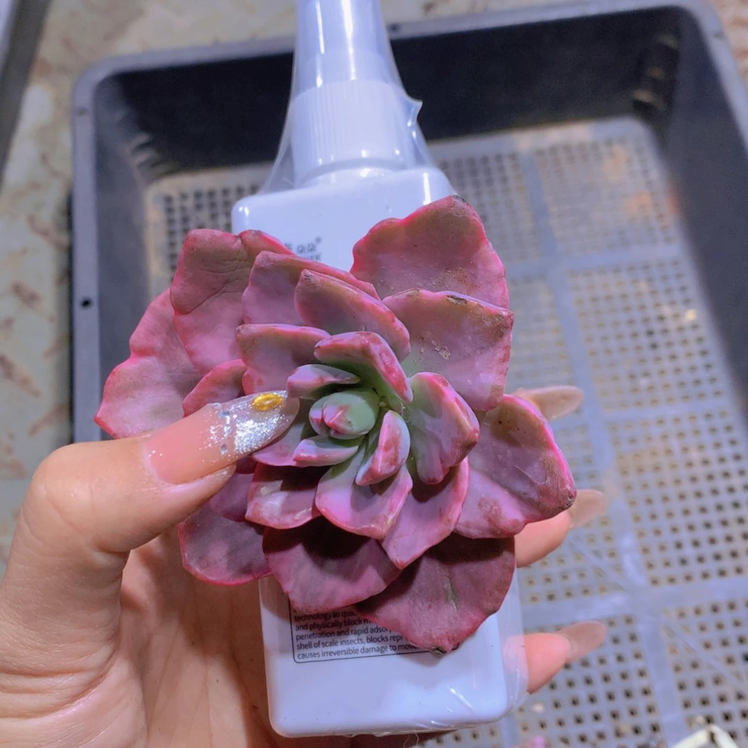 闪购多肉框拍包邮00一瓶