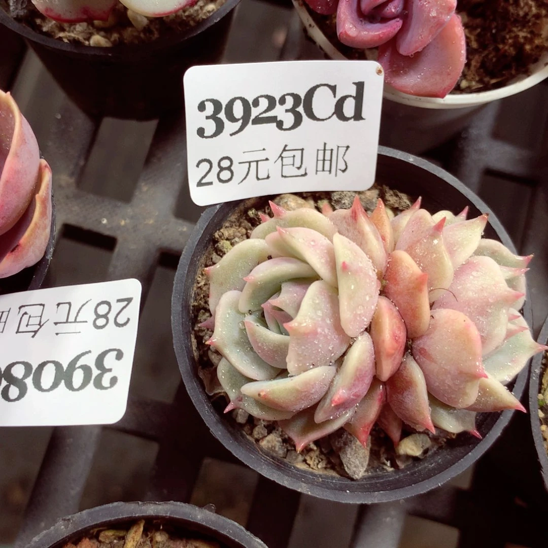 5厘米盆精控多肉3923