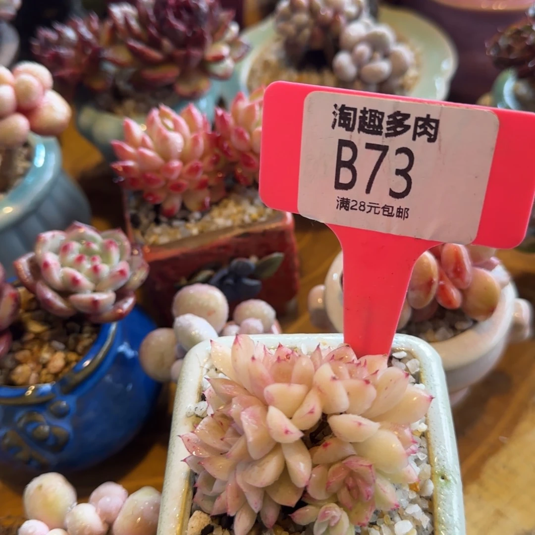 不****～多肉植物粉色麦杆变异朵朵坠