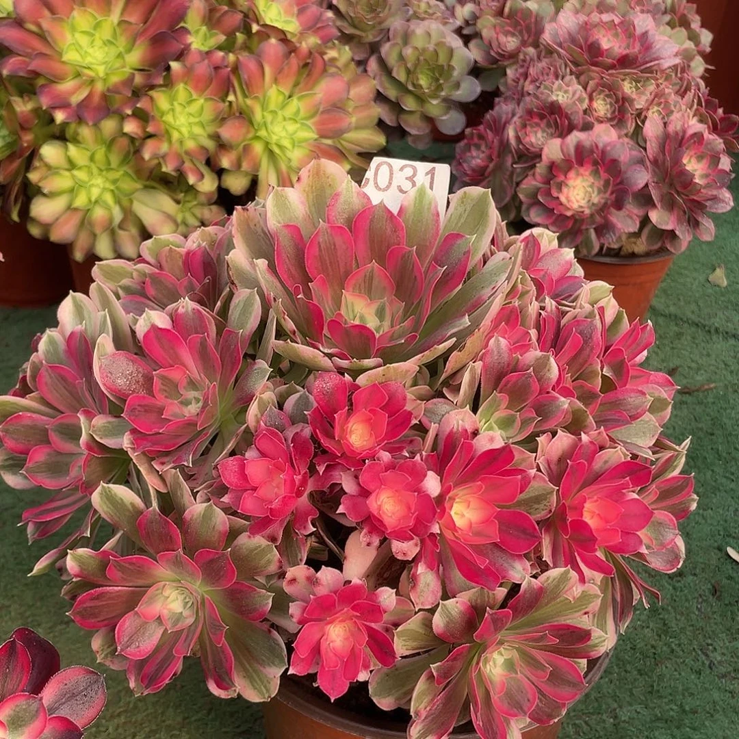 031.男神多肉植物