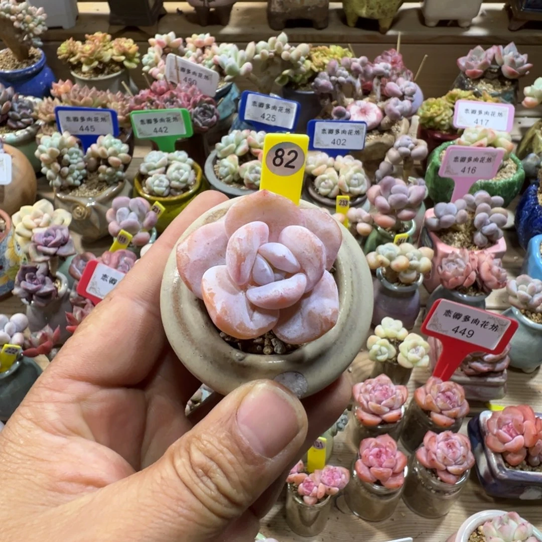 82号雪莲带盆土发
