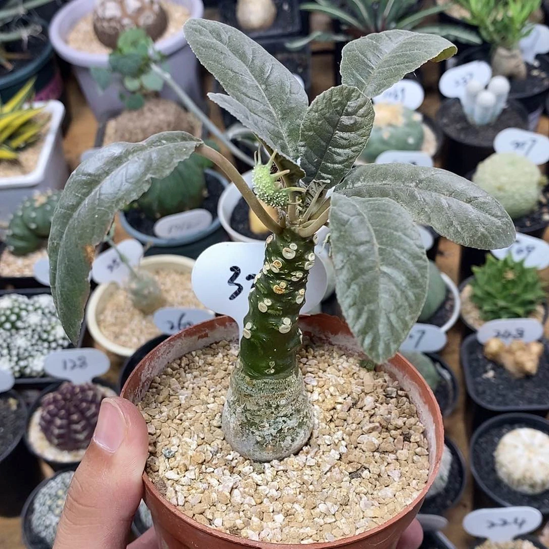 实生绵叶硫桑323号3cm