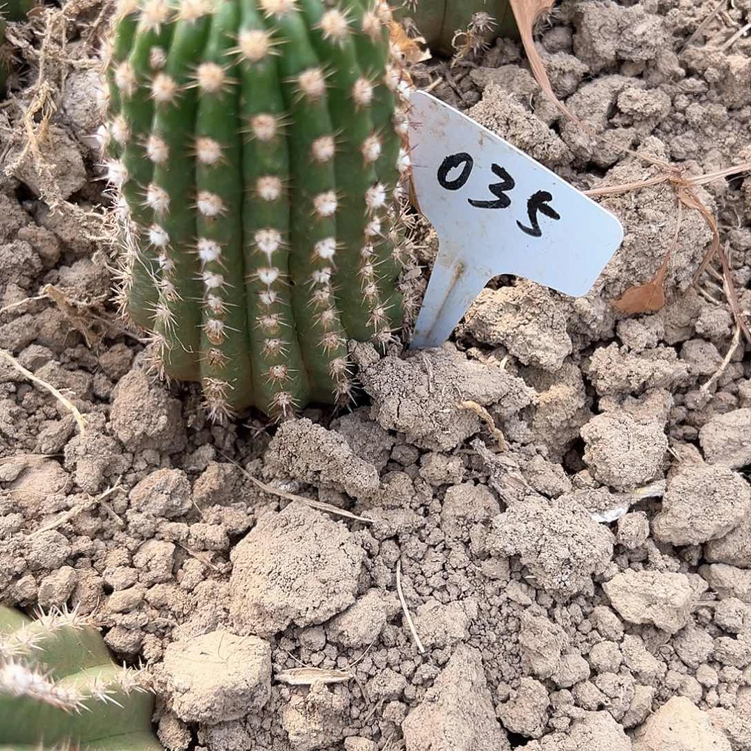 用****物毛花柱 182 a50 035