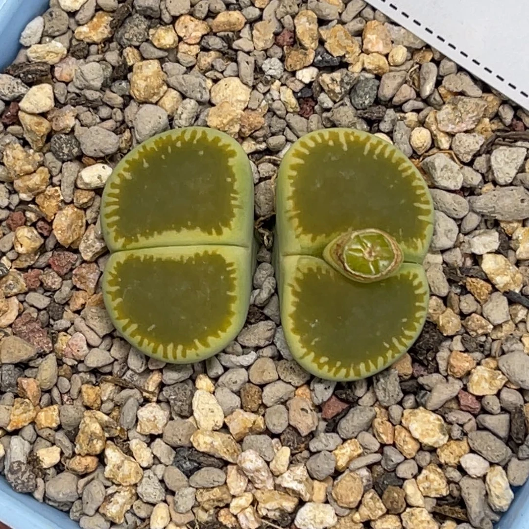 0270双头绿光阳1母本