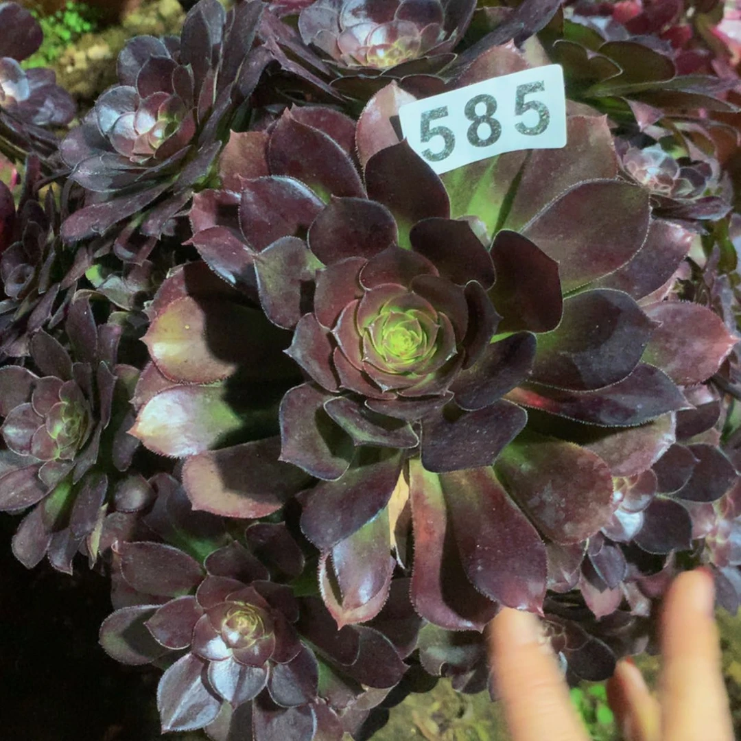 【闪购商品】585荷兰多肉