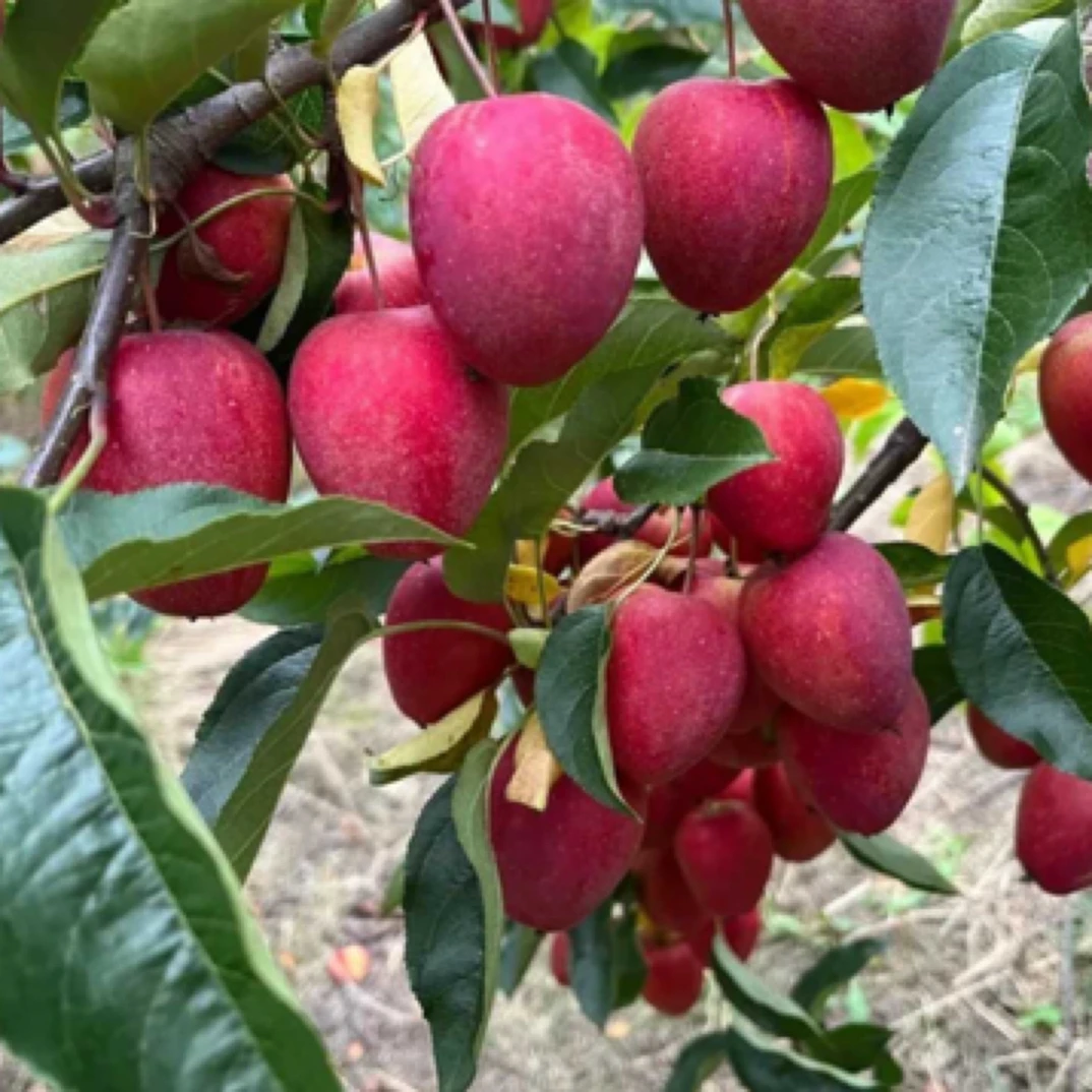 鸡心果5年大苗（2.5-3公分）