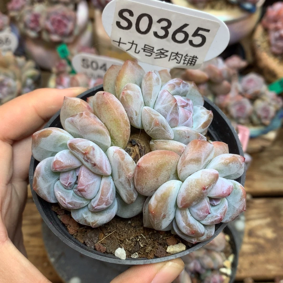 S0365 突尼斯 新粉 福利