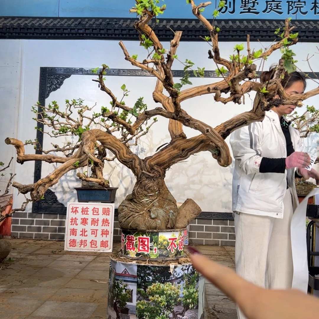 无花朵金银花盆景老桩
