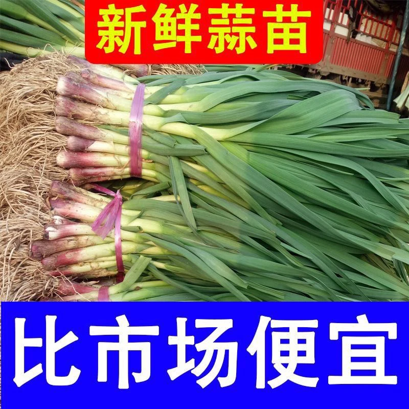 河南红根土蒜苗新鲜现挖