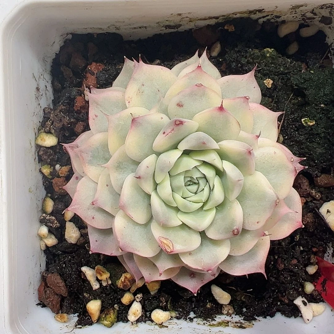 海琳娜锦多肉植物