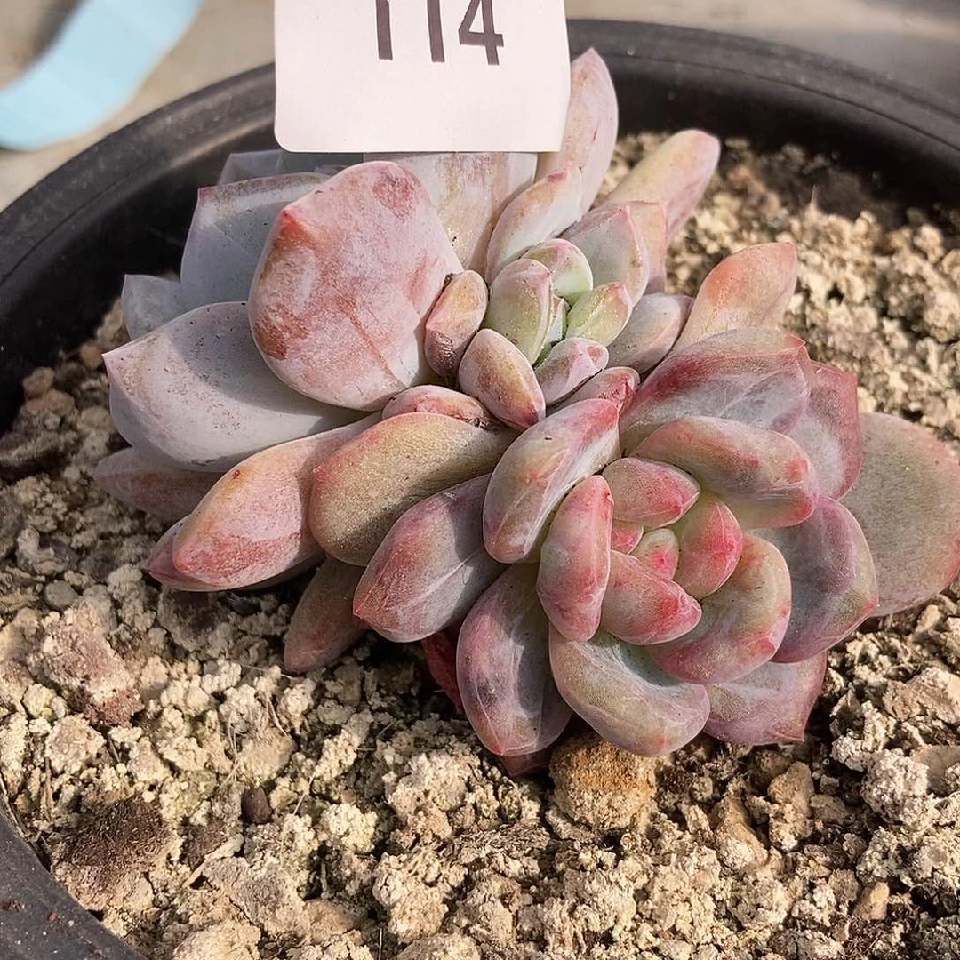 114石化一物一拍多肉