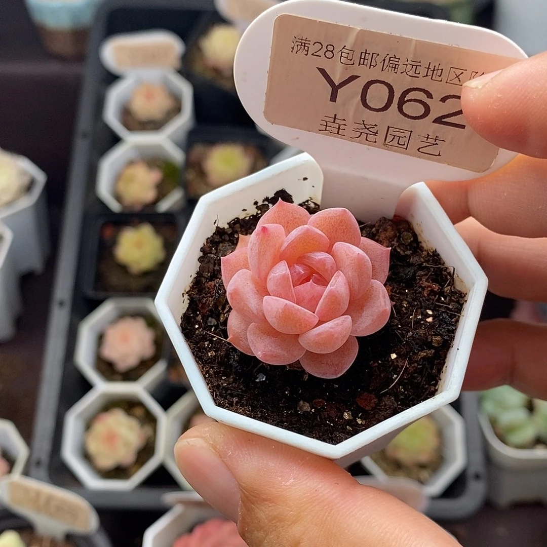 0062 云澜 单头 3cm