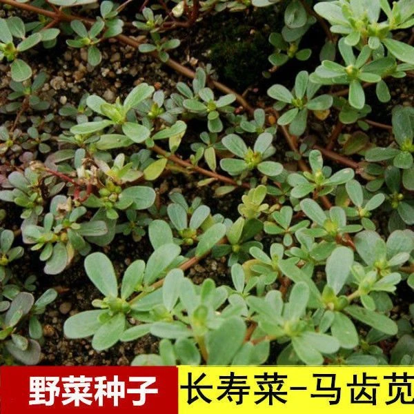 西藏新疆包邮营养马齿笕种子长寿菜蚂蚱菜五行菜马生菜阳台盆栽食