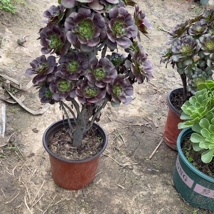 62圆叶黑法师多肉植物