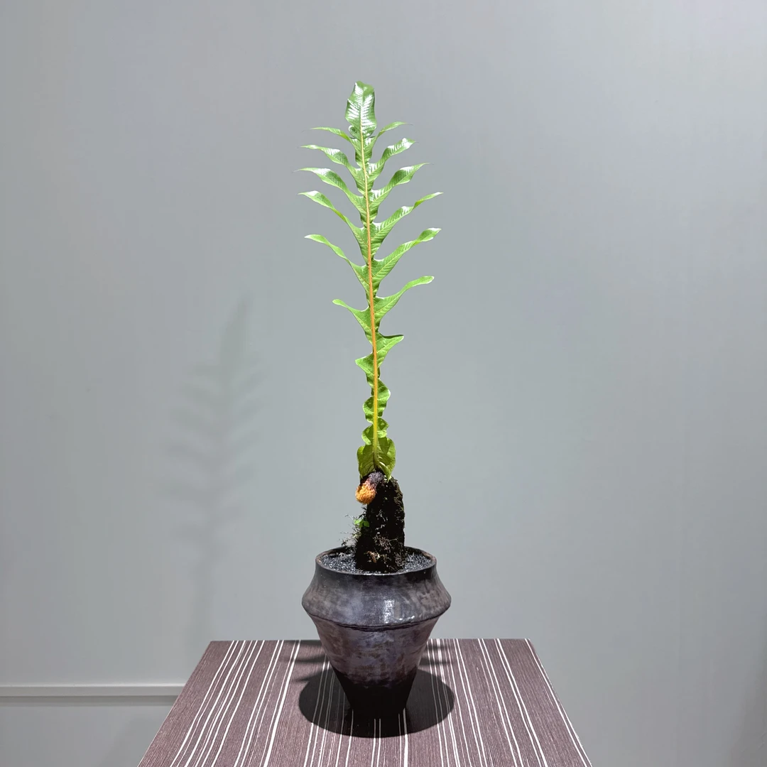 【王冠蕨】崖姜蕨巨叶观叶绿植室内客厅装饰雨林大型蕨类植物耐阴