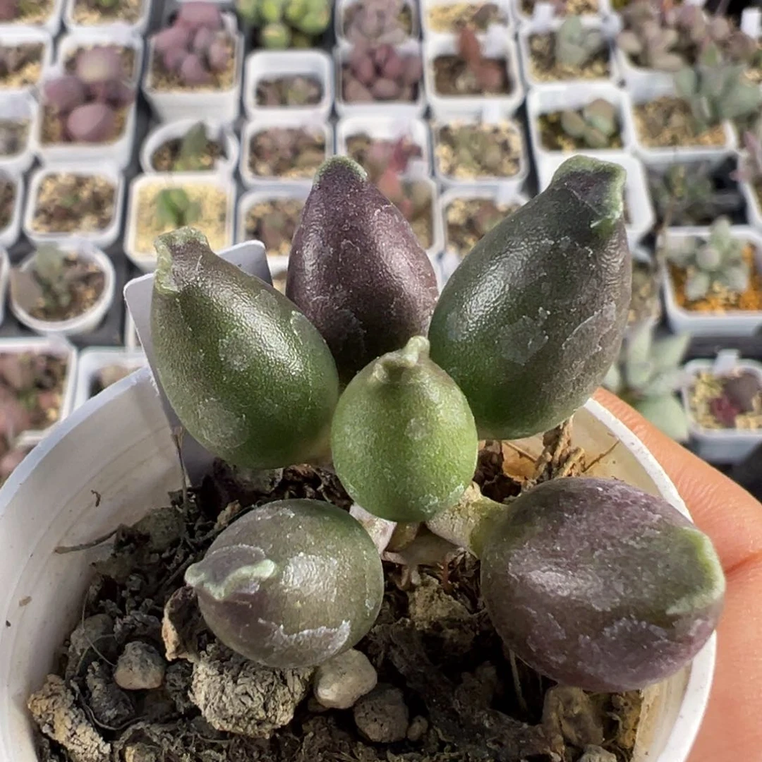 全紫海豹多肉植物水泡