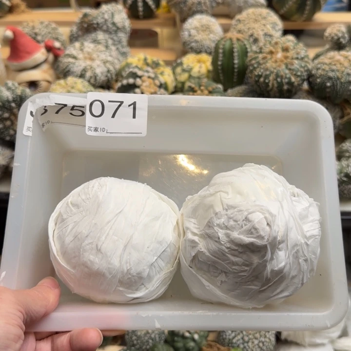 兜星球仙人球071号