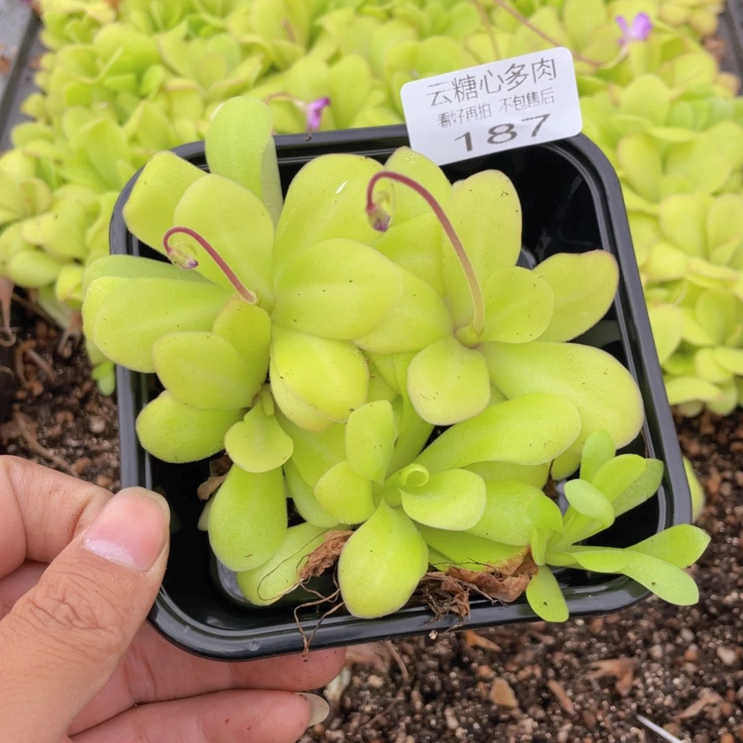 云糖心多肉植物187