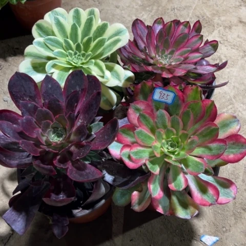 935多肉植物组合