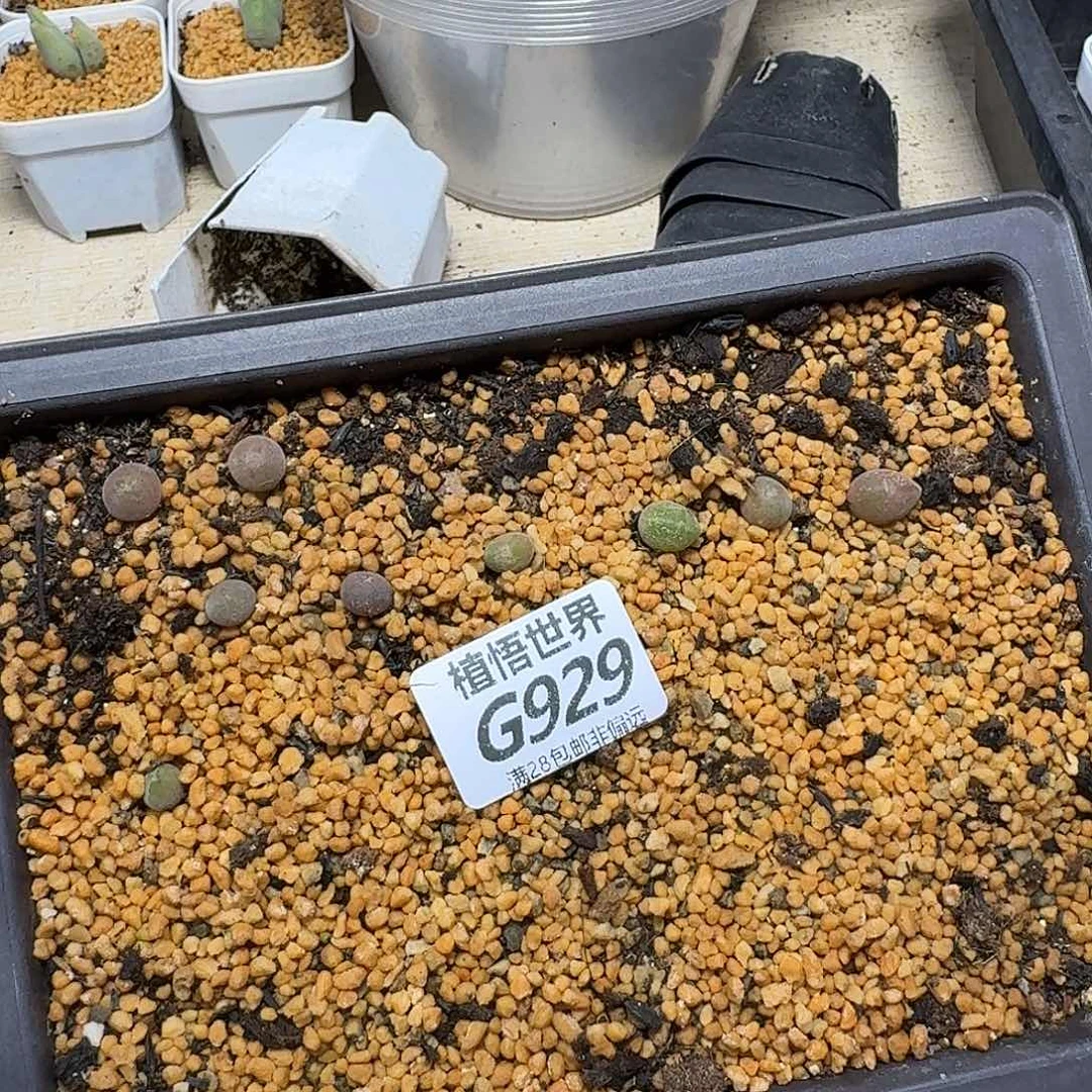 多肉植物的润泽fgb