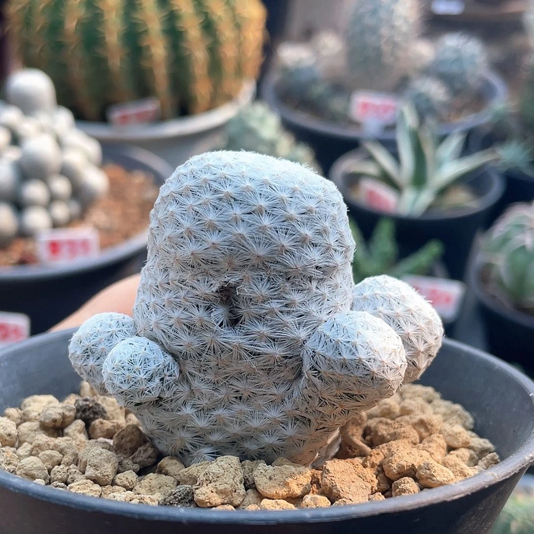 大玉白鸟仙人球微瑕仙人球