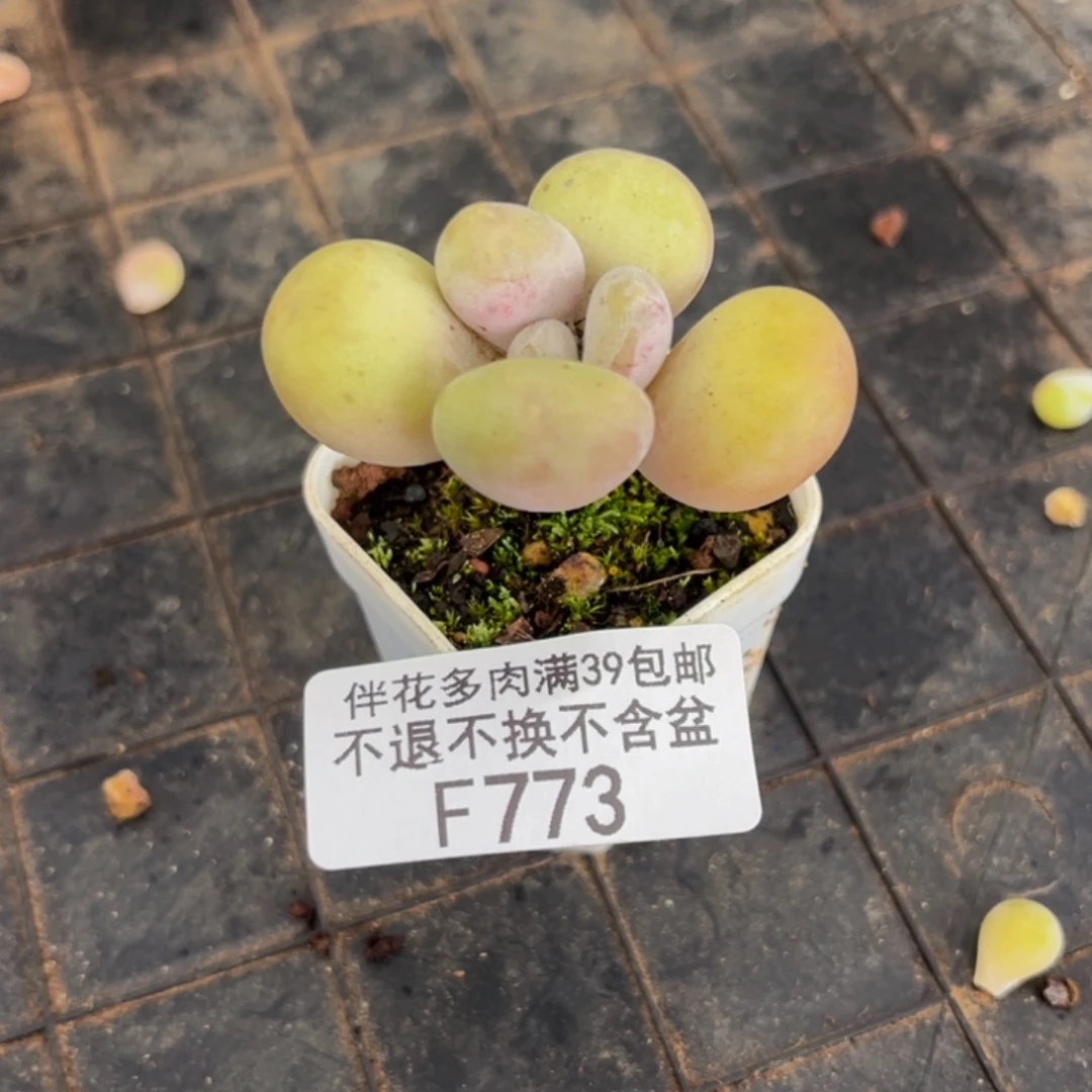 773-蛋黄奶多肉3cm