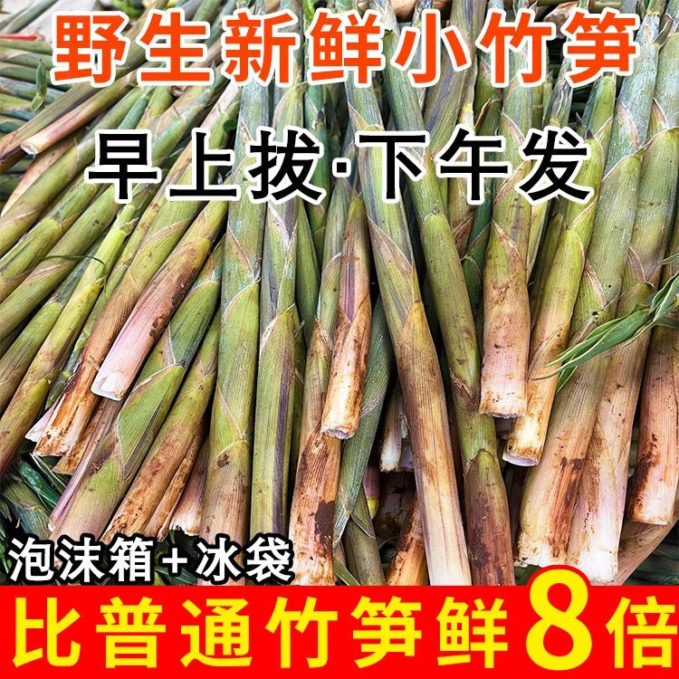 新鲜小竹笋鲜嫩野生小竹笋当季应季现拔现发深山小竹笋