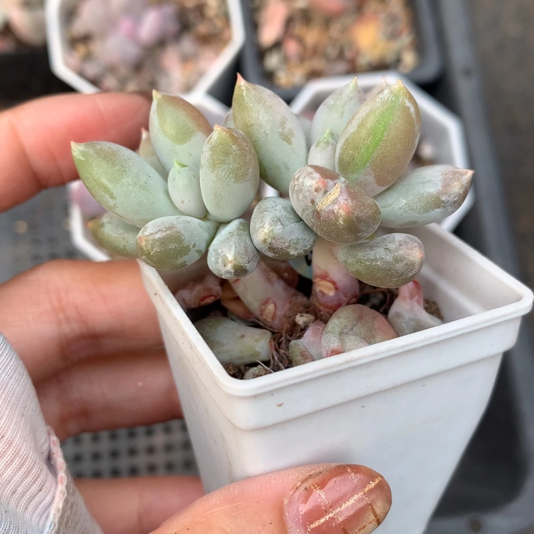 有锦纹的哥特萝莉哥特哦