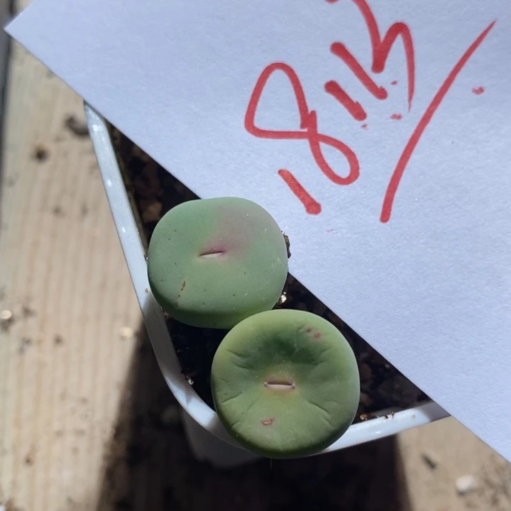 18113一组一组一组