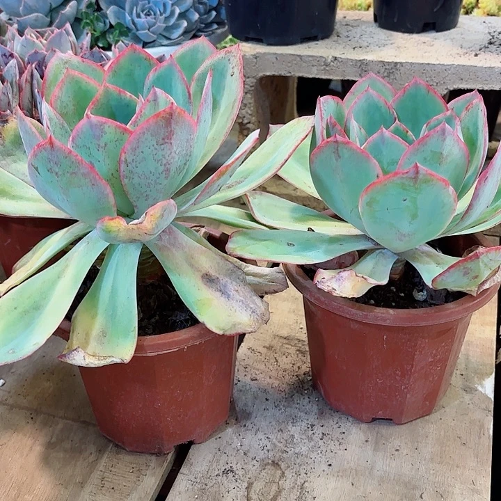 美国蓝光多肉盆栽