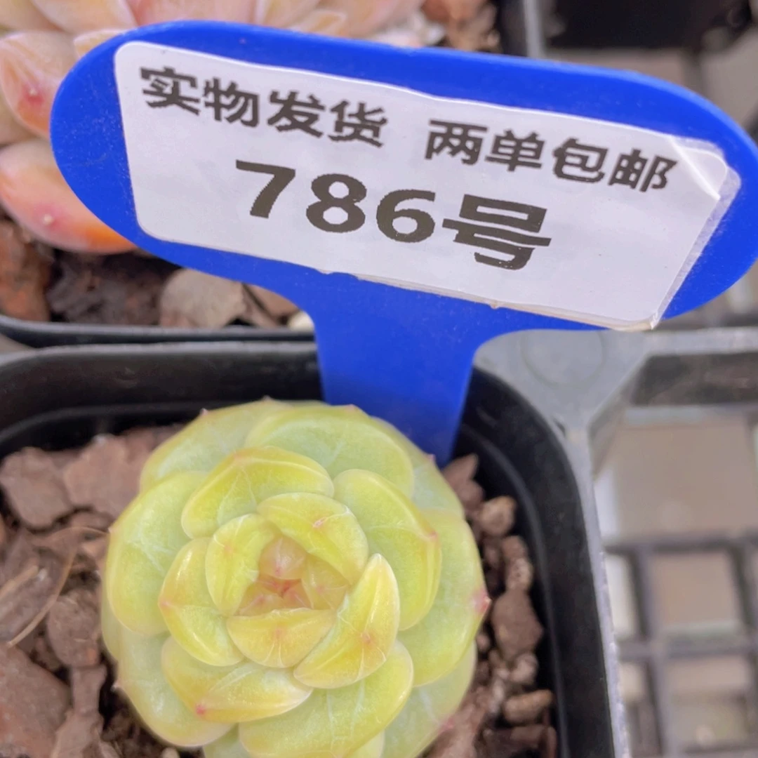 786号黄透孤品一个