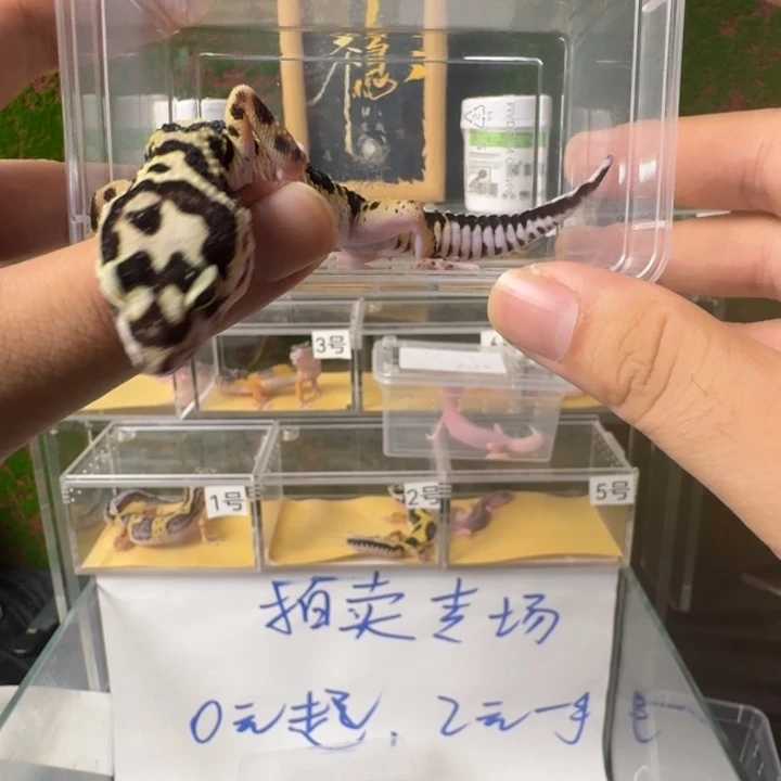 豹纹守宫土匪！开怼