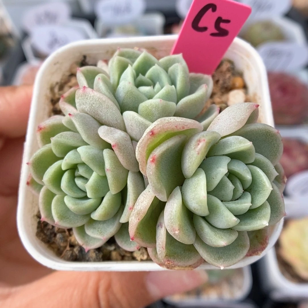 财富密码群生可拍。