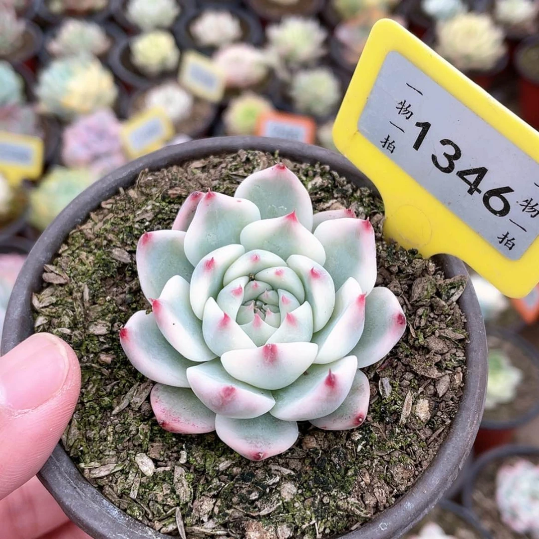 【闪购商品】V****a1346号