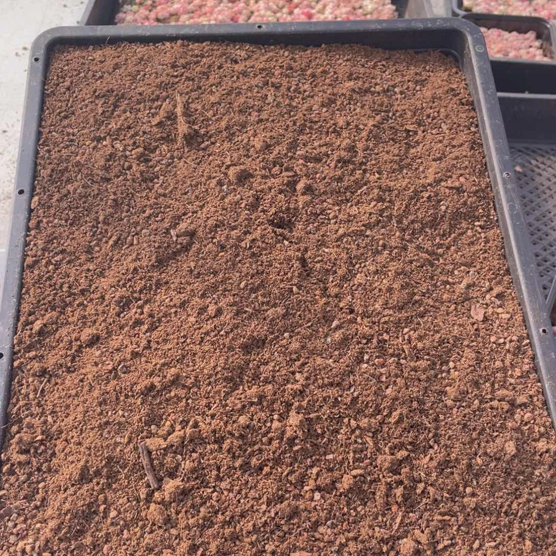 云糖心多肉植物592