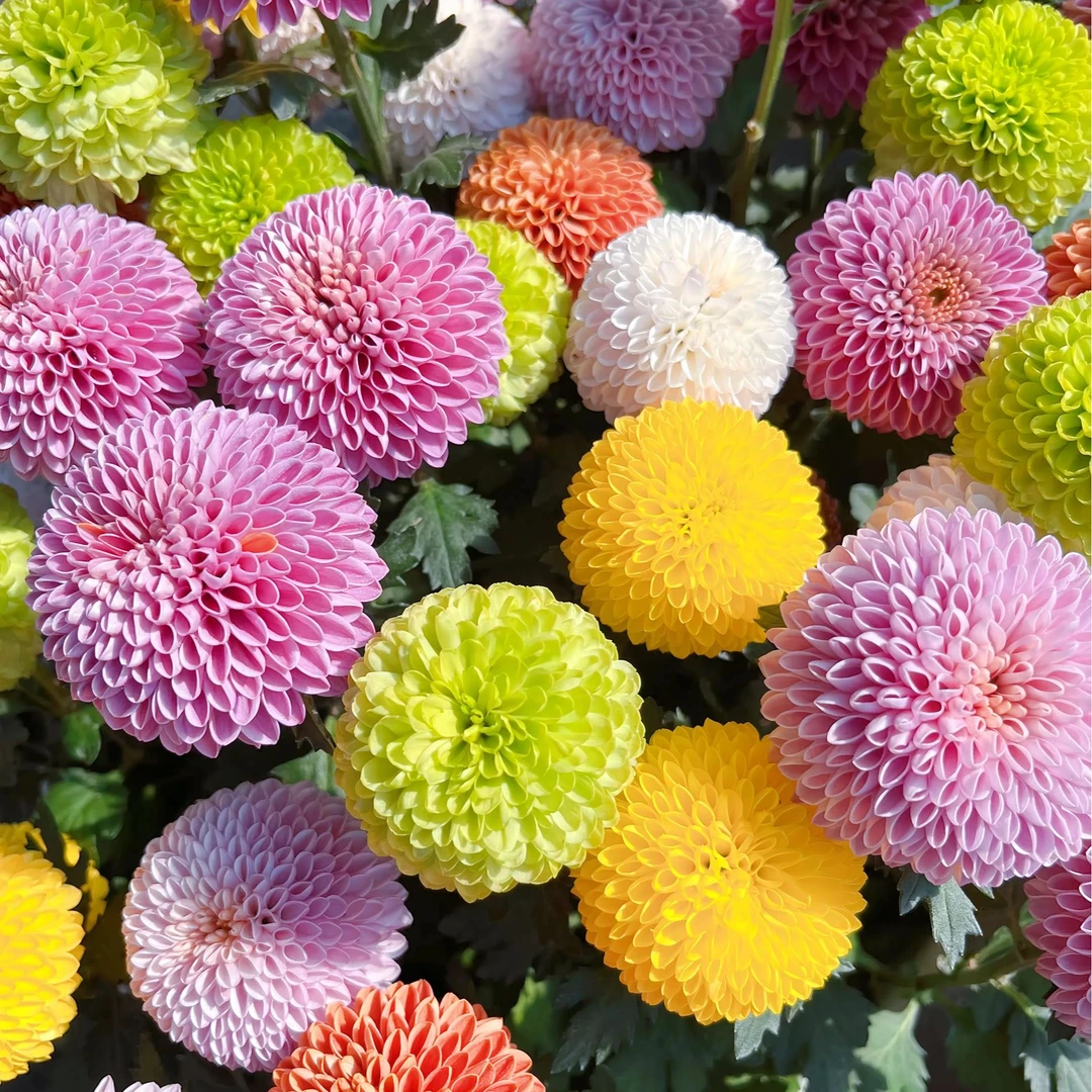 1升级版多彩乒乓菊盆栽  耐寒耐热多年生植物 庭院阳台新手易养护