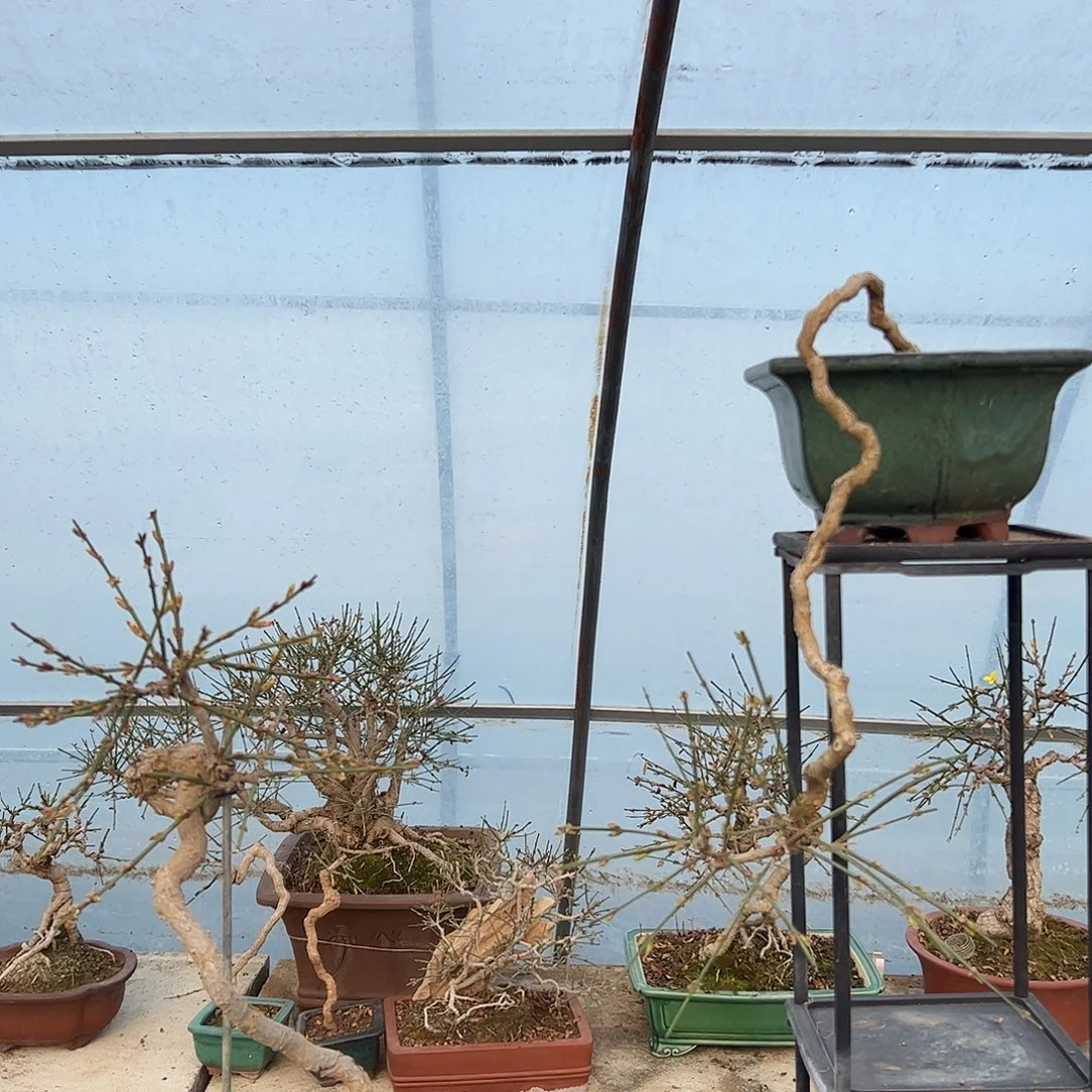 无花朵111111122122