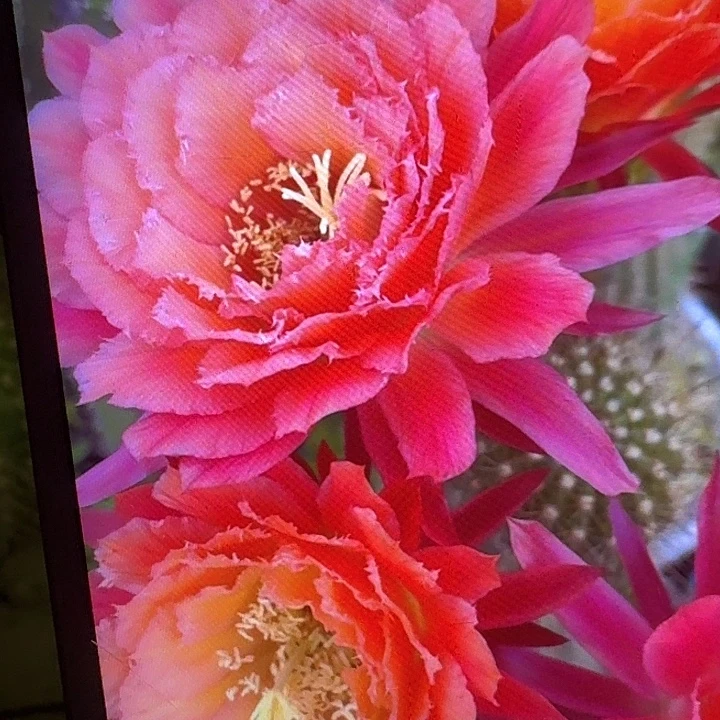 牛牛侧芽5公分左右毛花柱（20包邮）