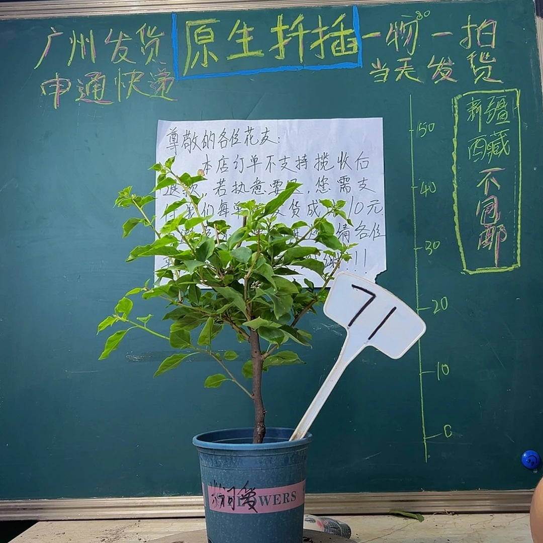 当前无花栽培后可以开花 粉可爱 71