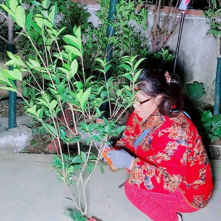 Y***1完全开放1/2左右金桂