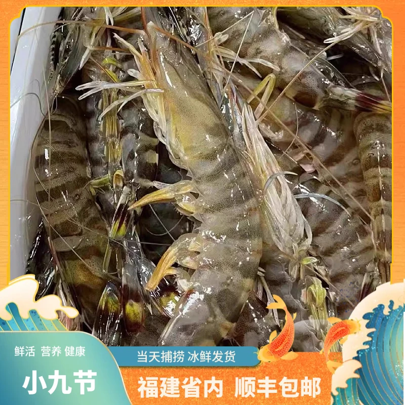 福建船捕【小九节虾】冰鲜发货.省内当天送达