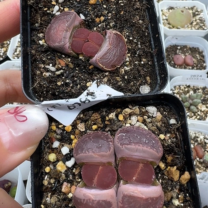 老马生石花双头ko2869