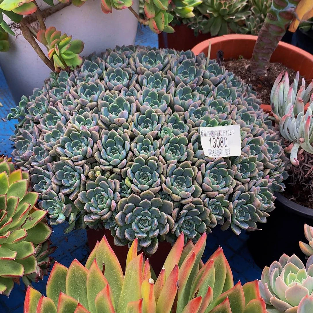 财****粉布偶13080多肉多肉