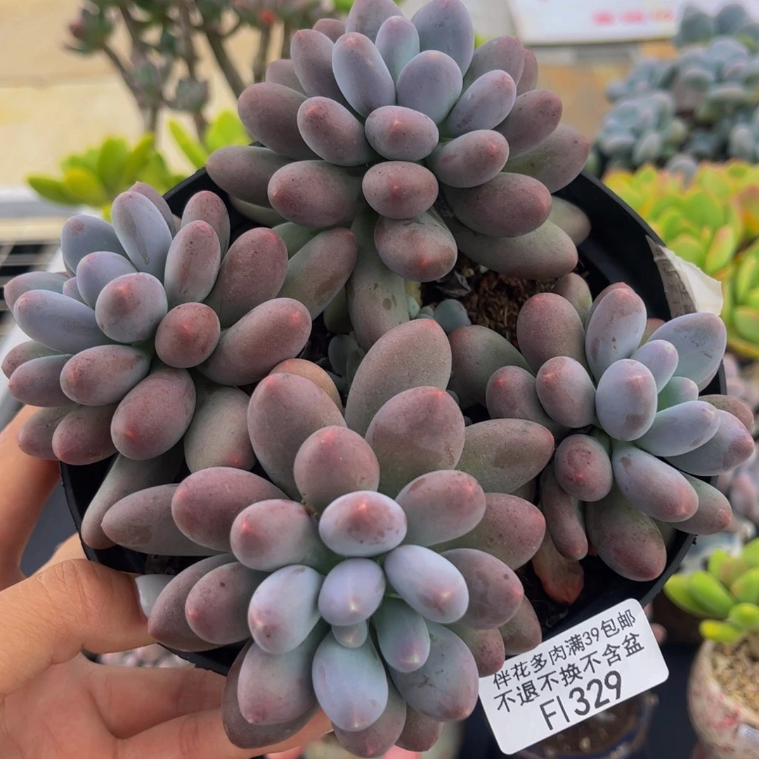 329-大群蛋黄奶多肉11cm