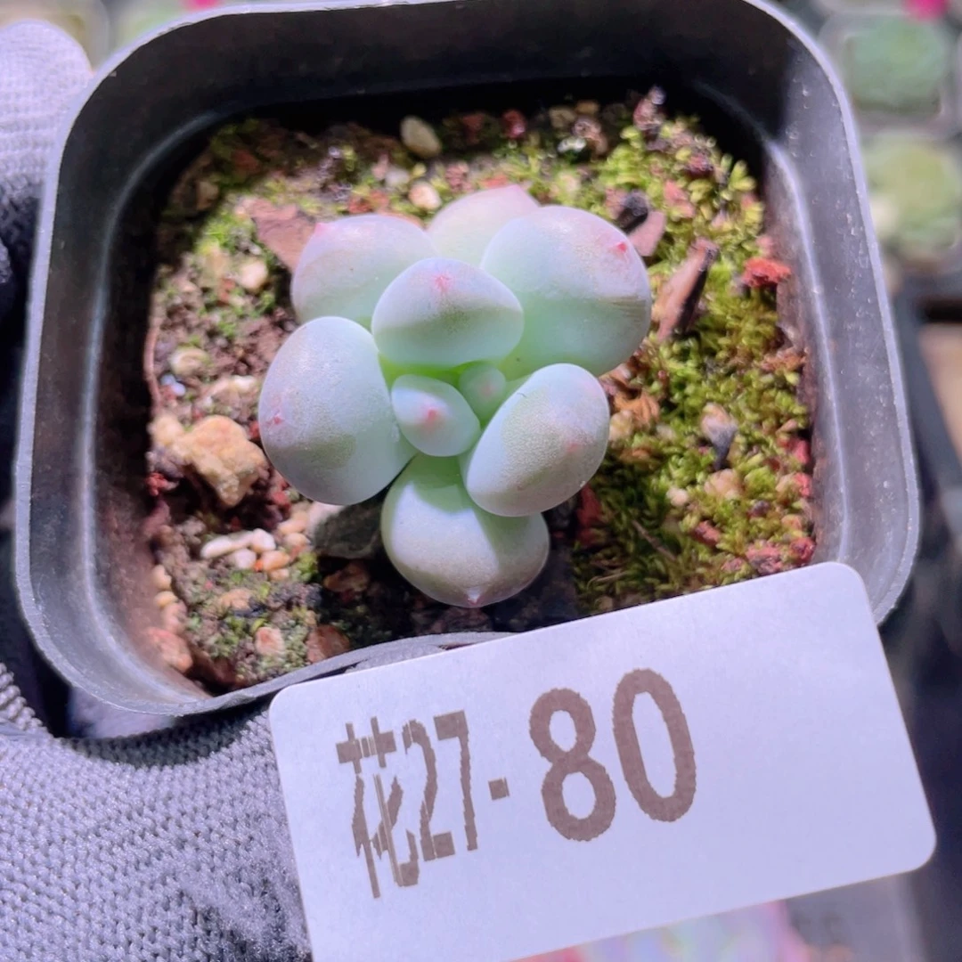 花利美27-80薄荷糖