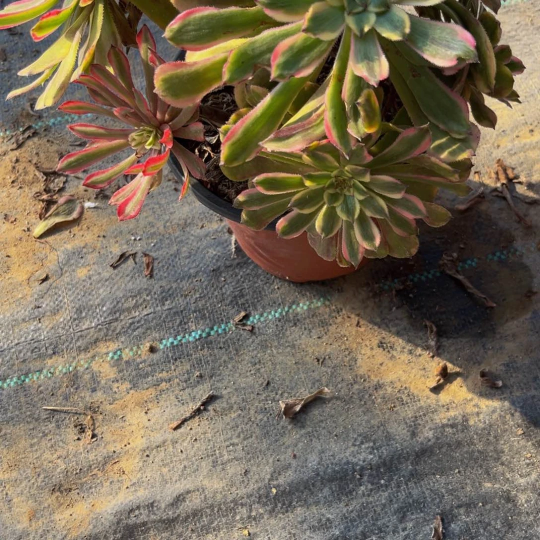 259多肉植物一物一拍