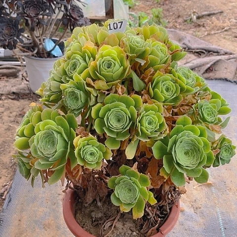 全部花朵绿杨蓉法师107