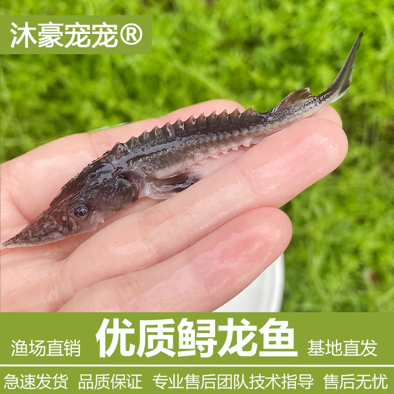 沐豪宠宠【鲟龙鱼】推广价、观赏鱼冷水鱼淡水鱼霸气名贵鱼鱼缸清洁